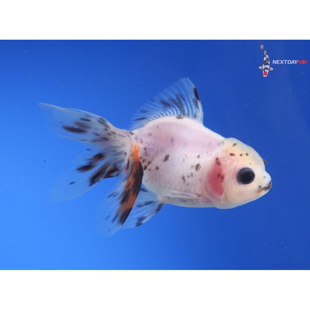 3” Imported Calico Oranda