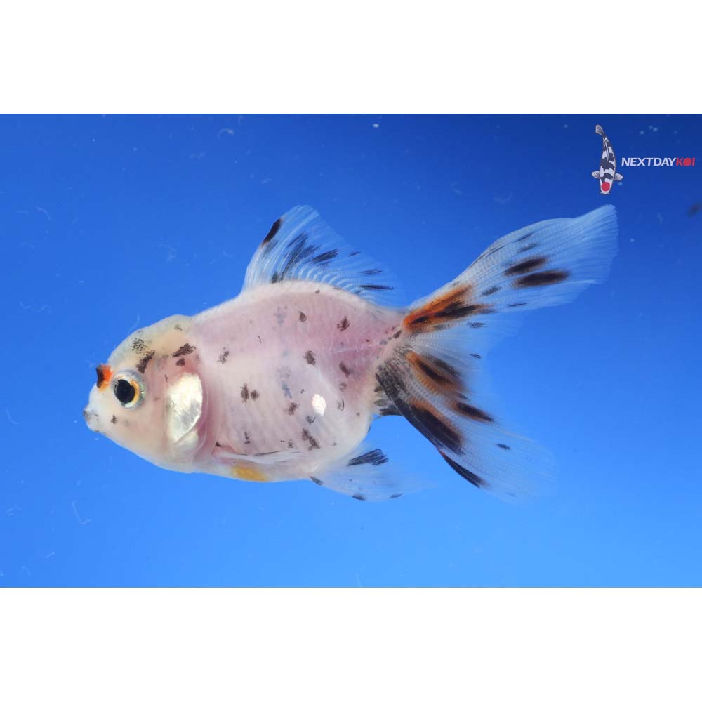 3” Imported Calico Oranda