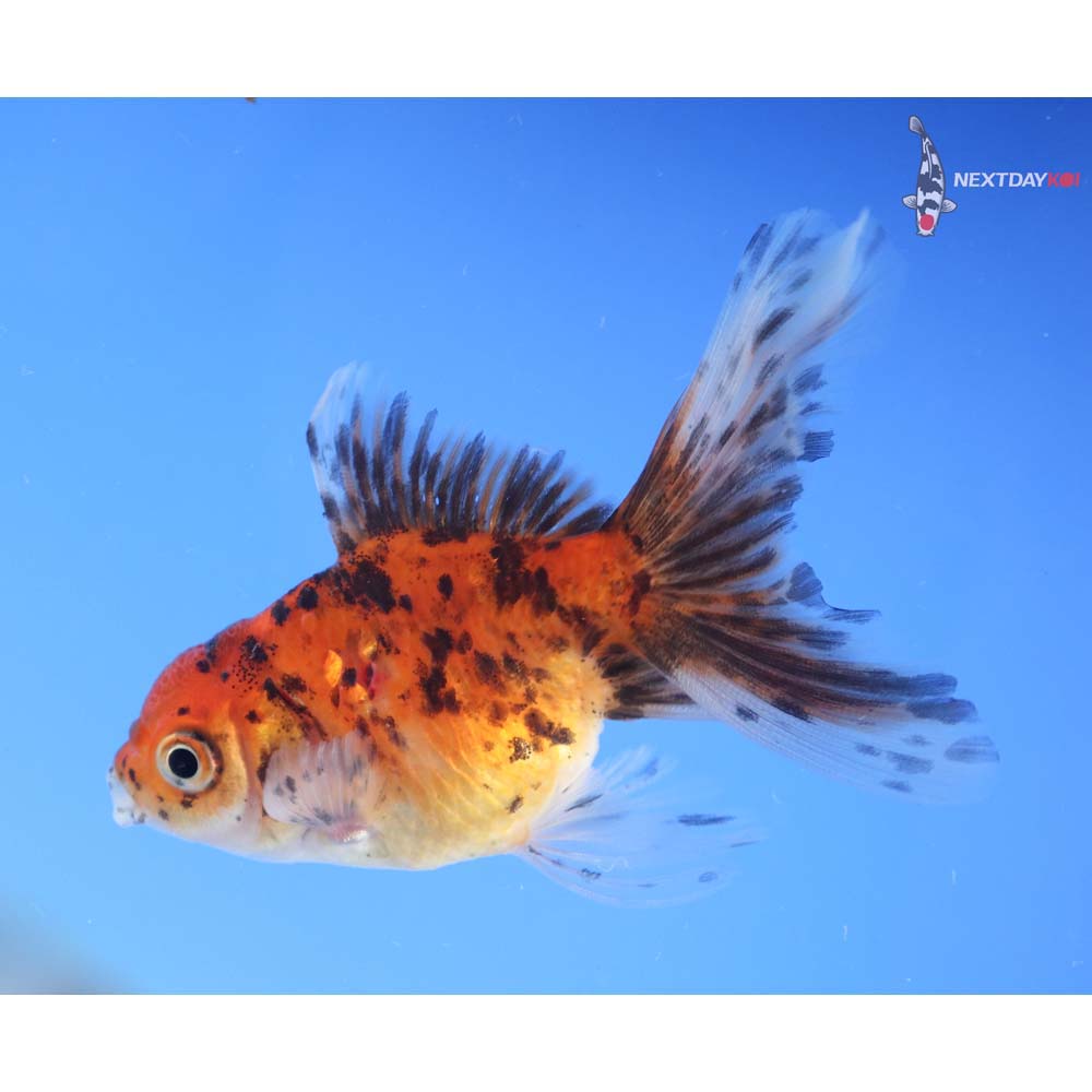 3” Imported Calico Oranda