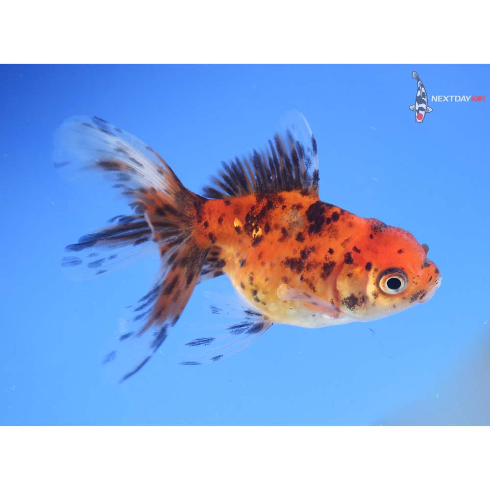 3” Imported Calico Oranda