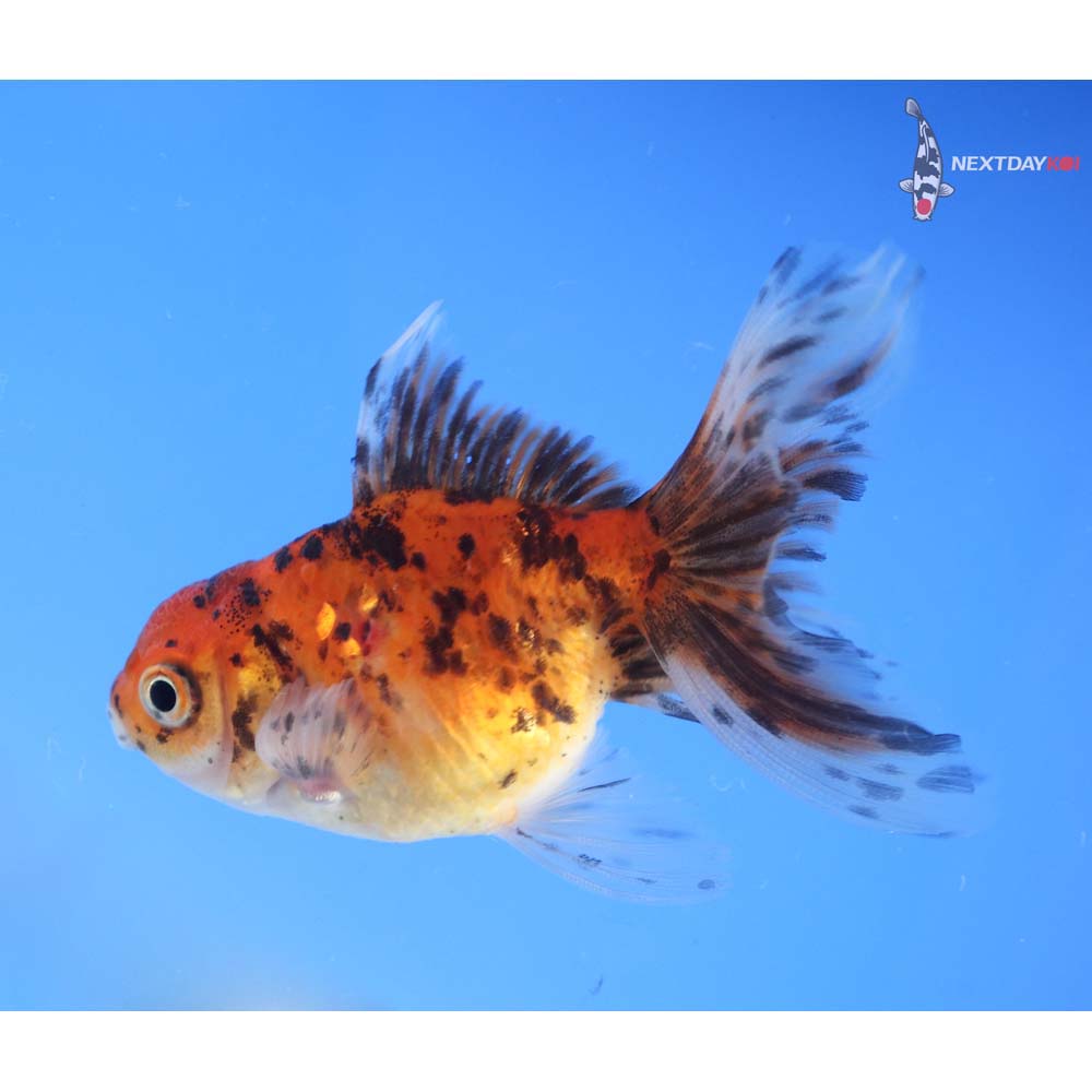 3” Imported Calico Oranda