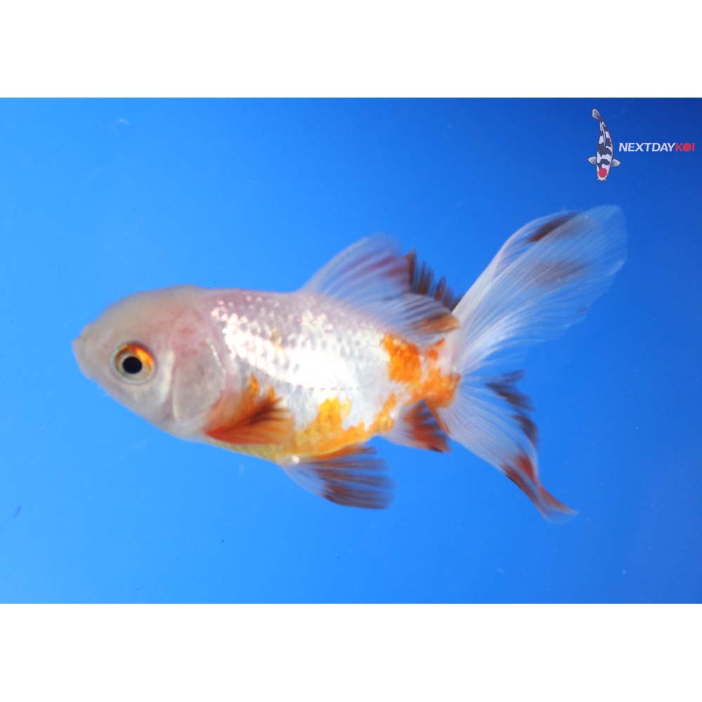 3” Imported Red and White Oranda