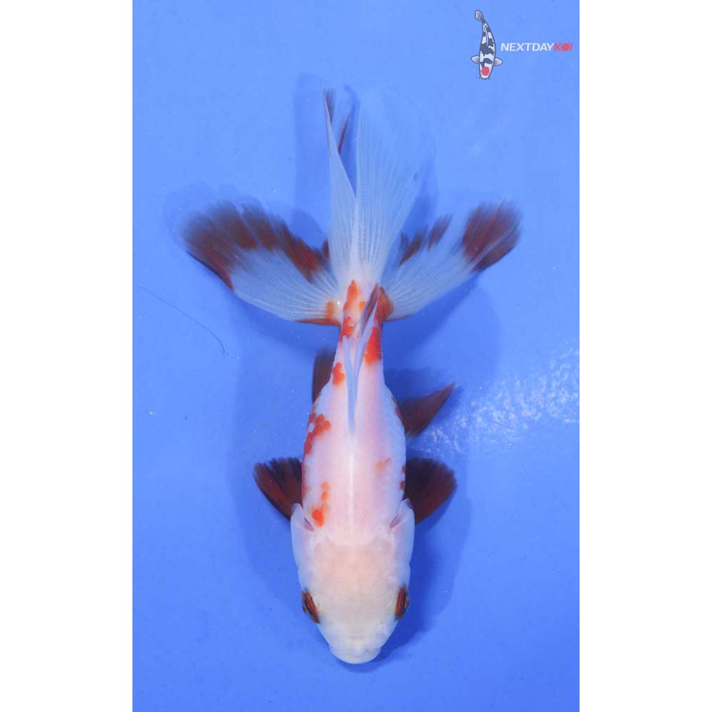 3” Imported Red and White Oranda