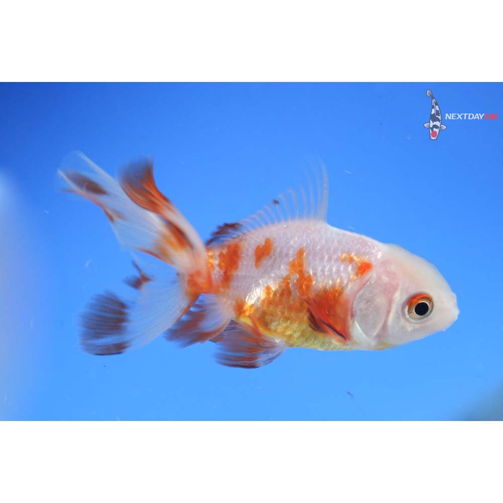 3” Imported Red and White Oranda