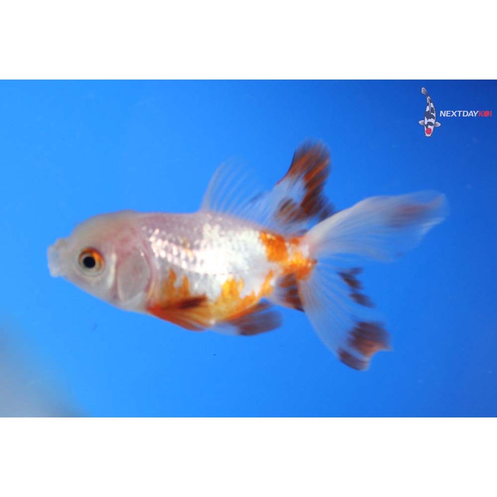 3” Imported Red and White Oranda