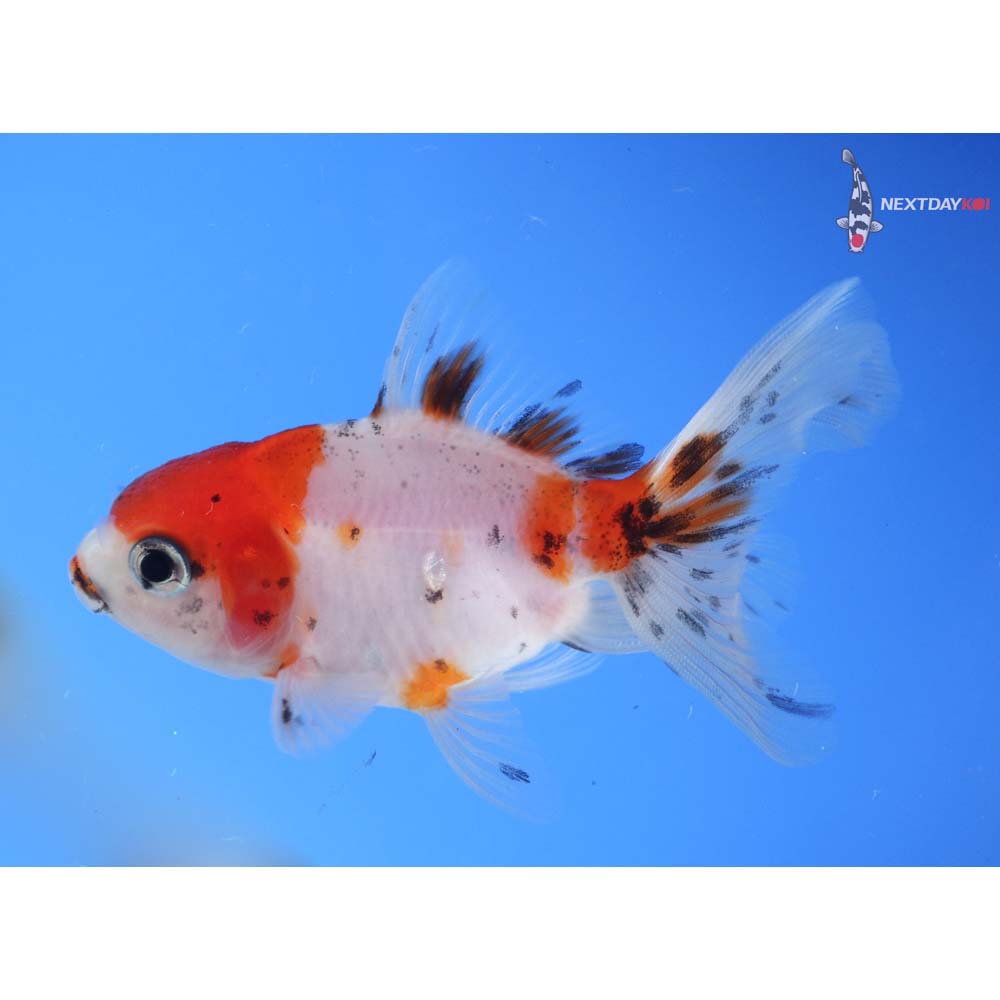 3” Imported Calico Oranda
