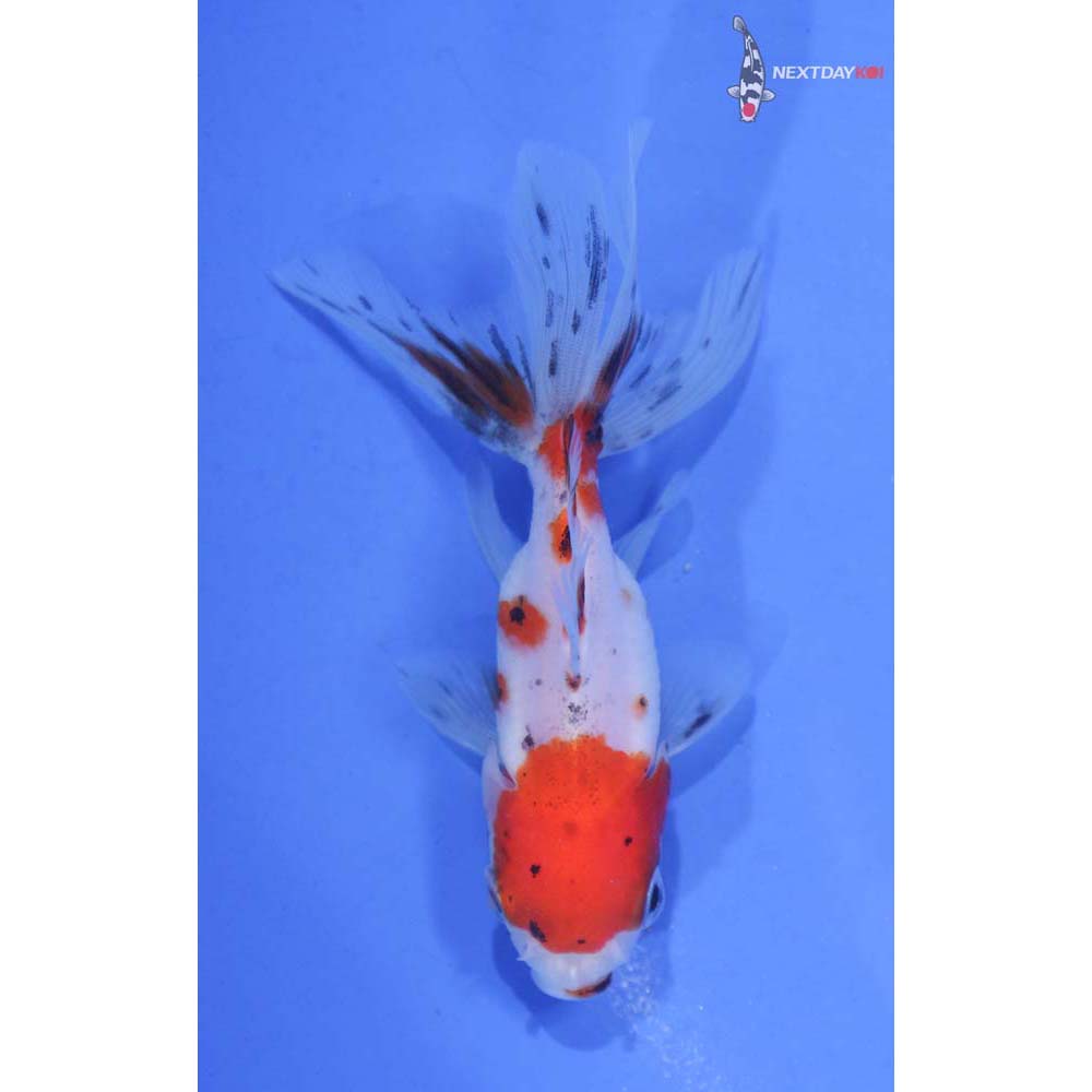 3” Imported Calico Oranda