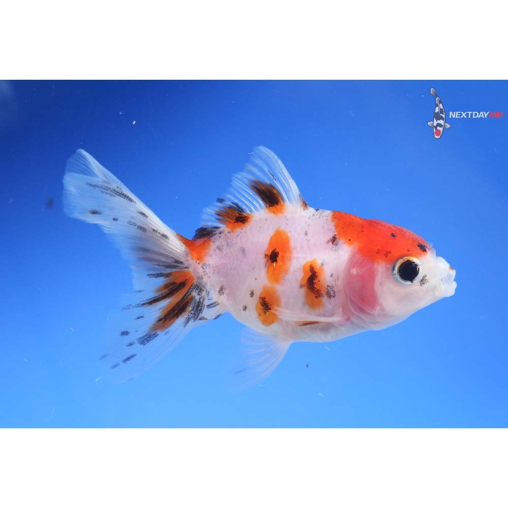 3” Imported Calico Oranda