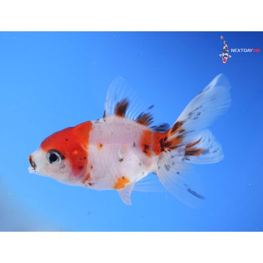 3” Imported Calico Oranda