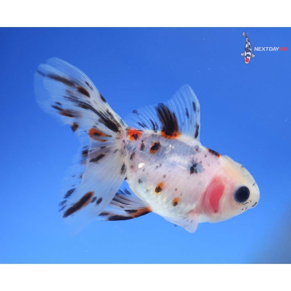 3.5” Imported Calico Oranda