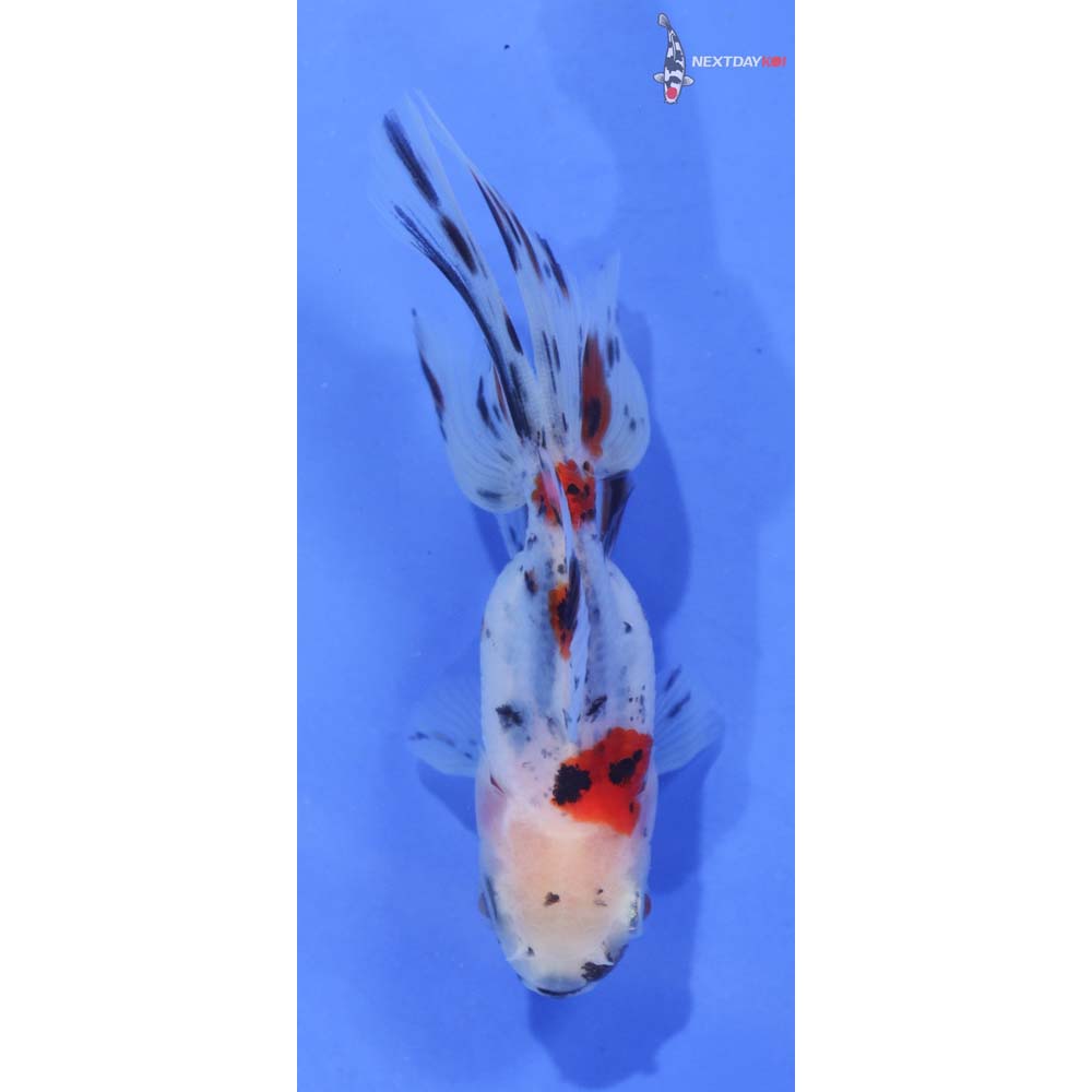 3.5” Imported Calico Oranda