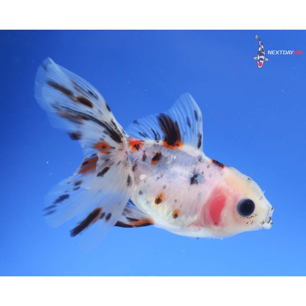3.5” Imported Calico Oranda
