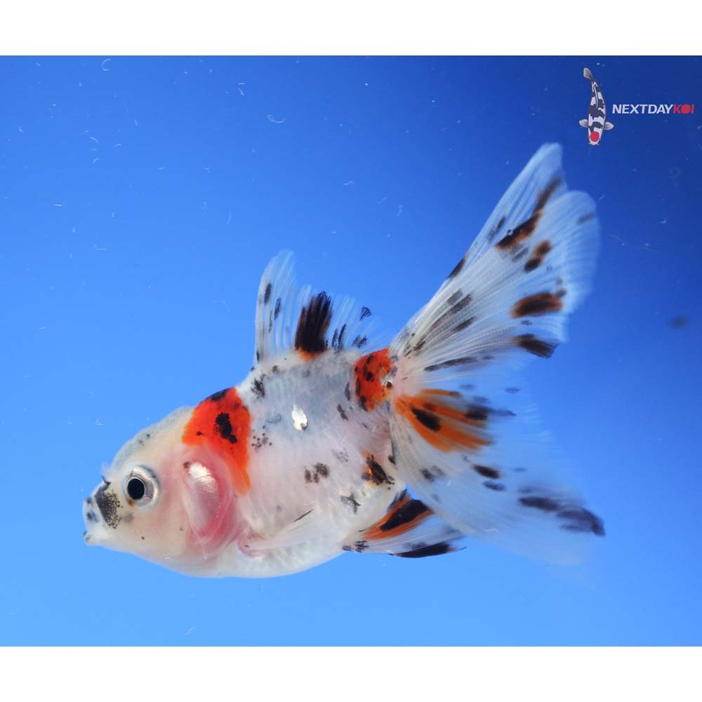 3.5” Imported Calico Oranda