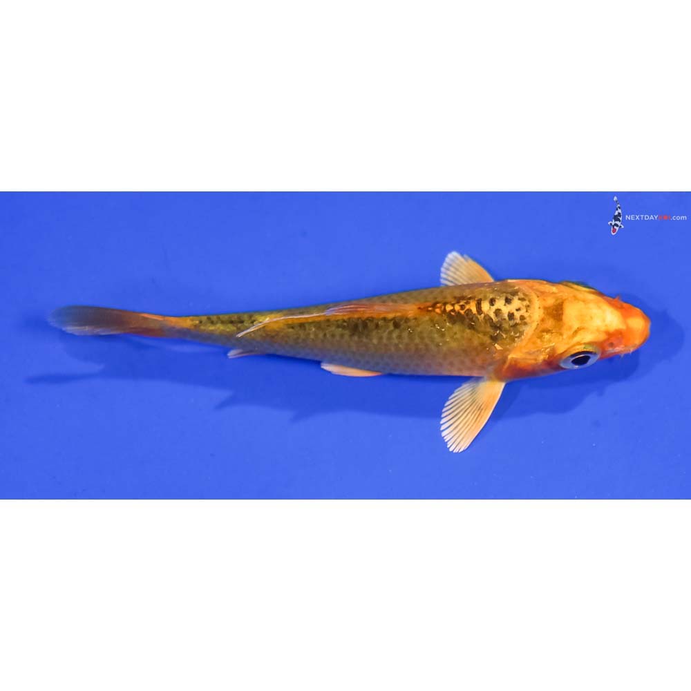 3” Imported Ki Matsuba