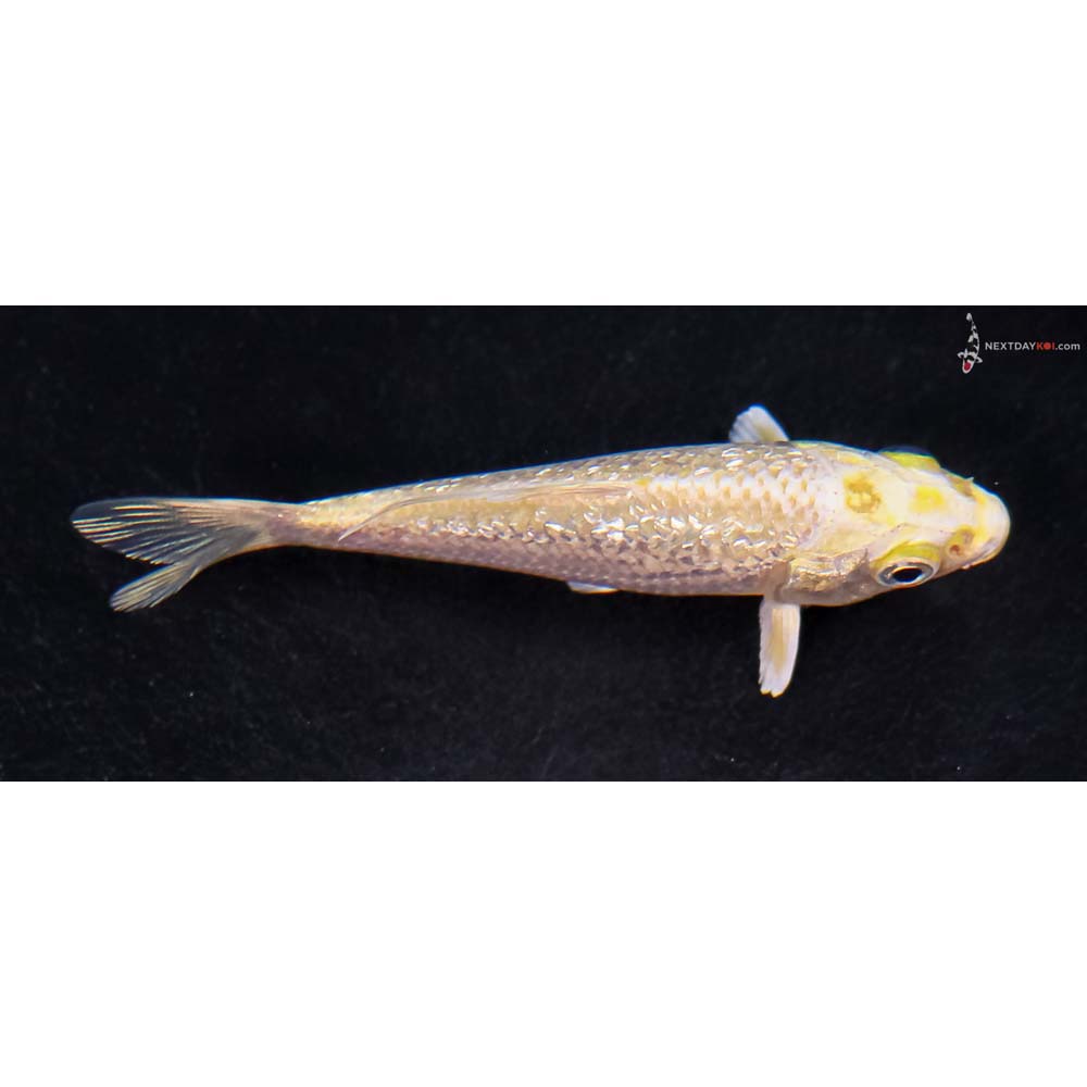 3.5” Imported Gin Rin Yamabuki Ogon