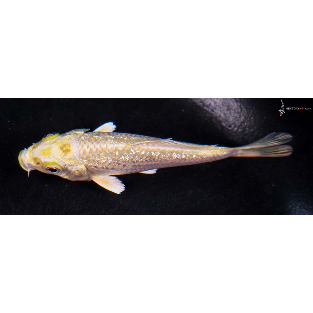 3.5” Imported Gin Rin Yamabuki Ogon