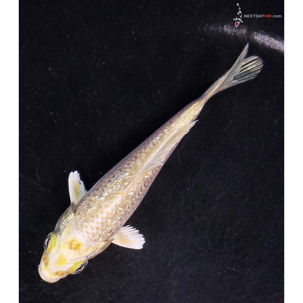 3.5” Imported Gin Rin Yamabuki Ogon