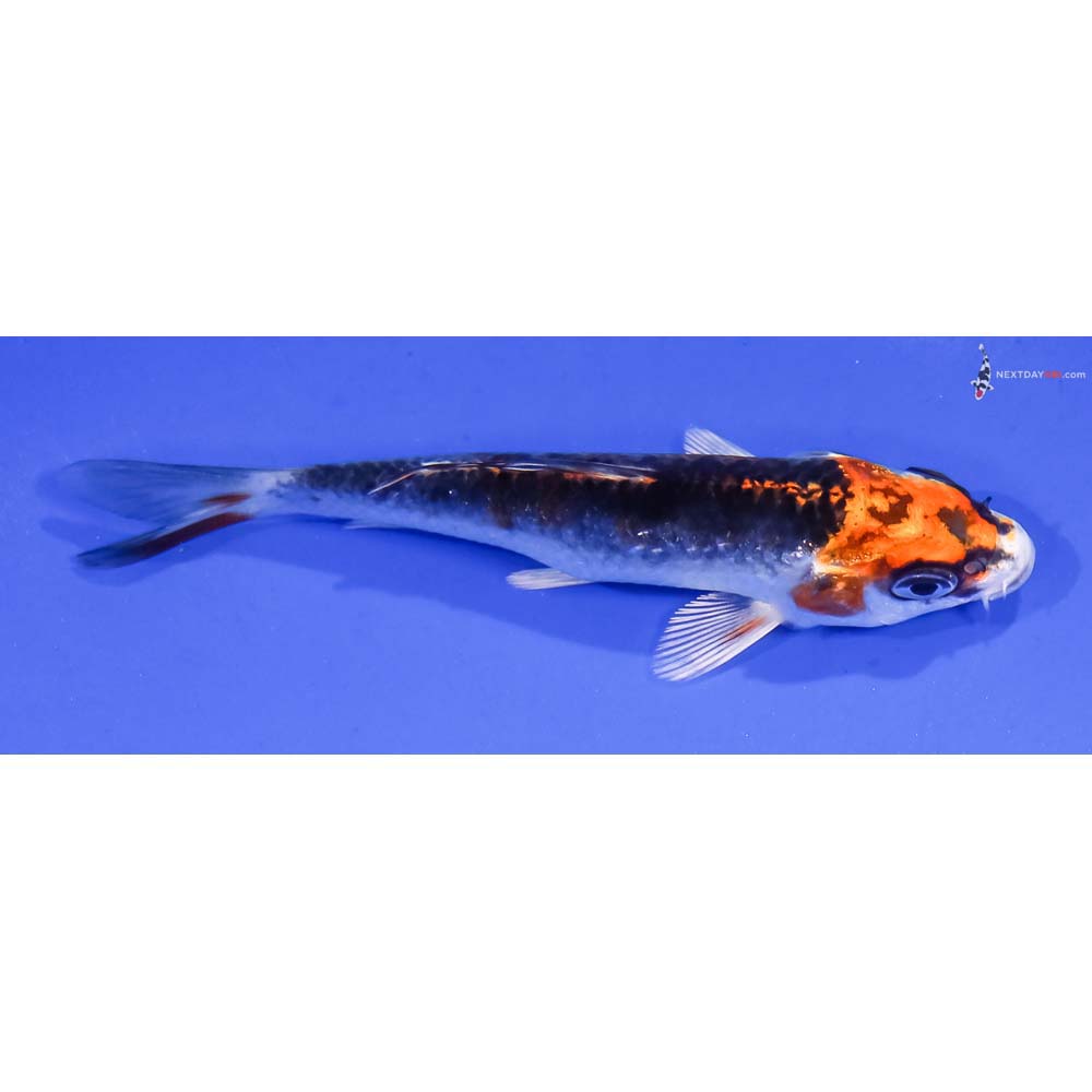 4” Imported Kujaku