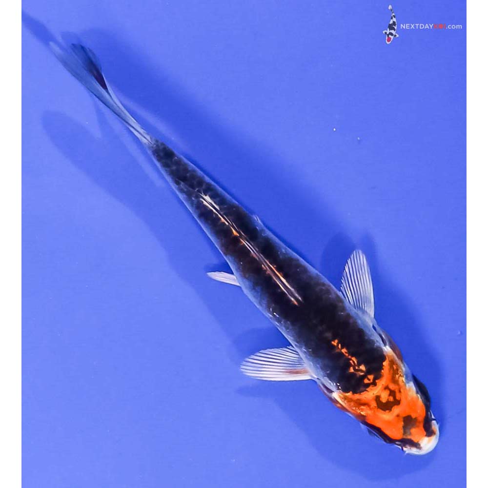 4” Imported Kujaku