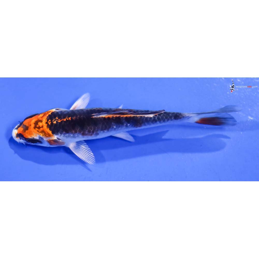 4” Imported Kujaku