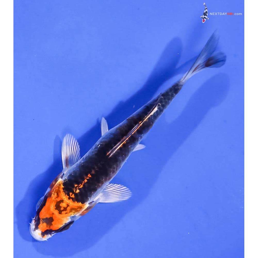 4” Imported Kujaku