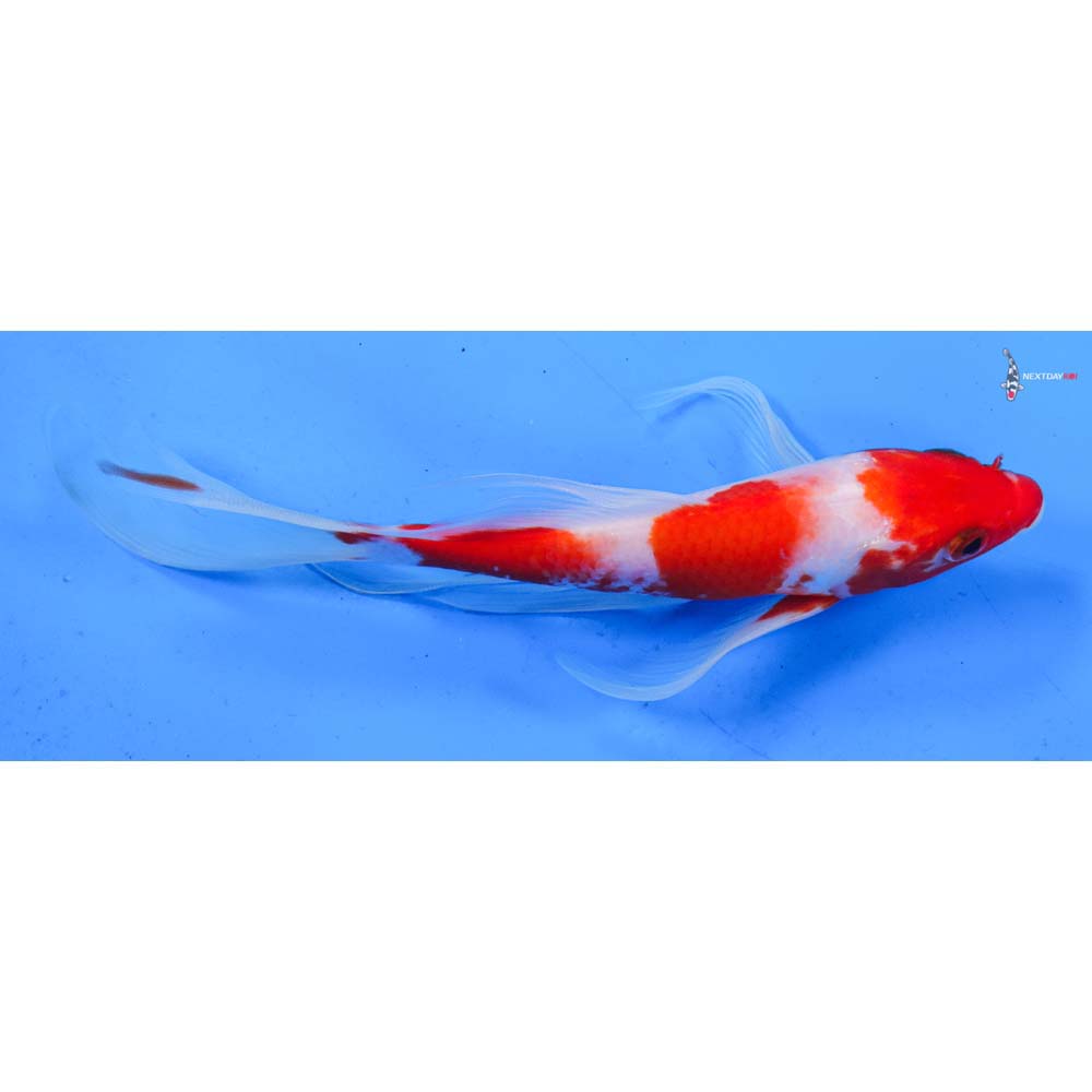 8” Imported Kohaku Butterfly Koi