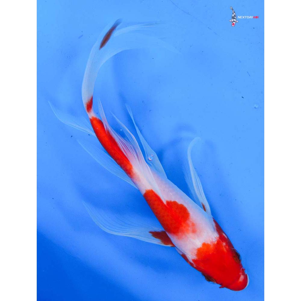8” Imported Kohaku Butterfly Koi