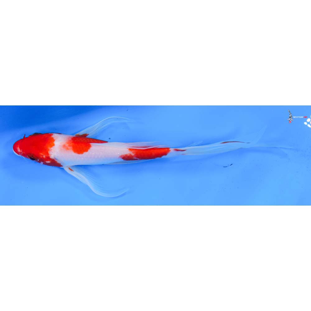 8” Imported Kohaku Butterfly Koi