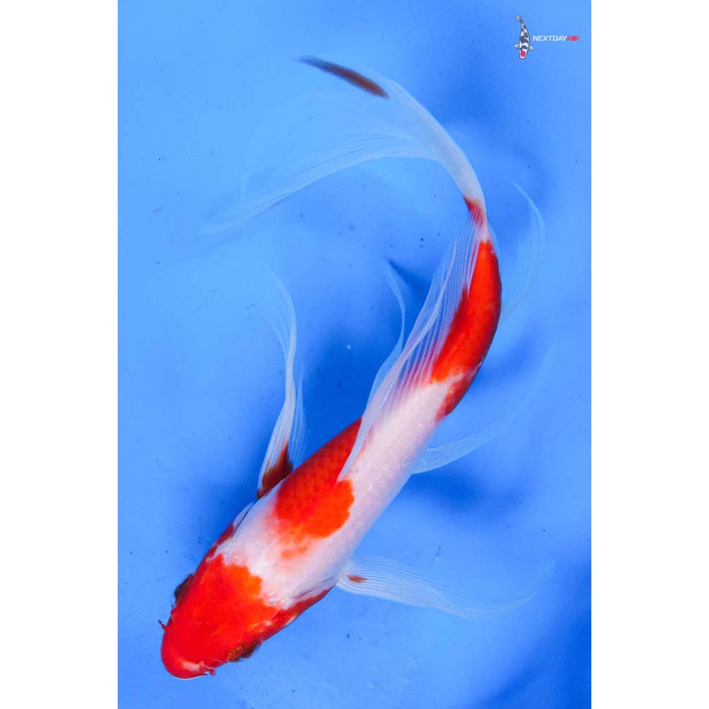 8” Imported Kohaku Butterfly Koi
