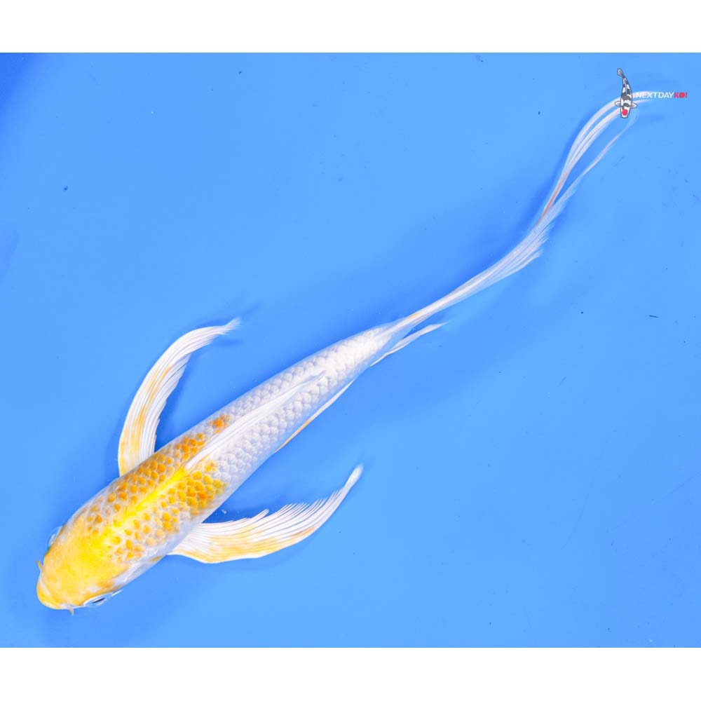 8.5” Imported Lemon Hariwake Butterfly Koi