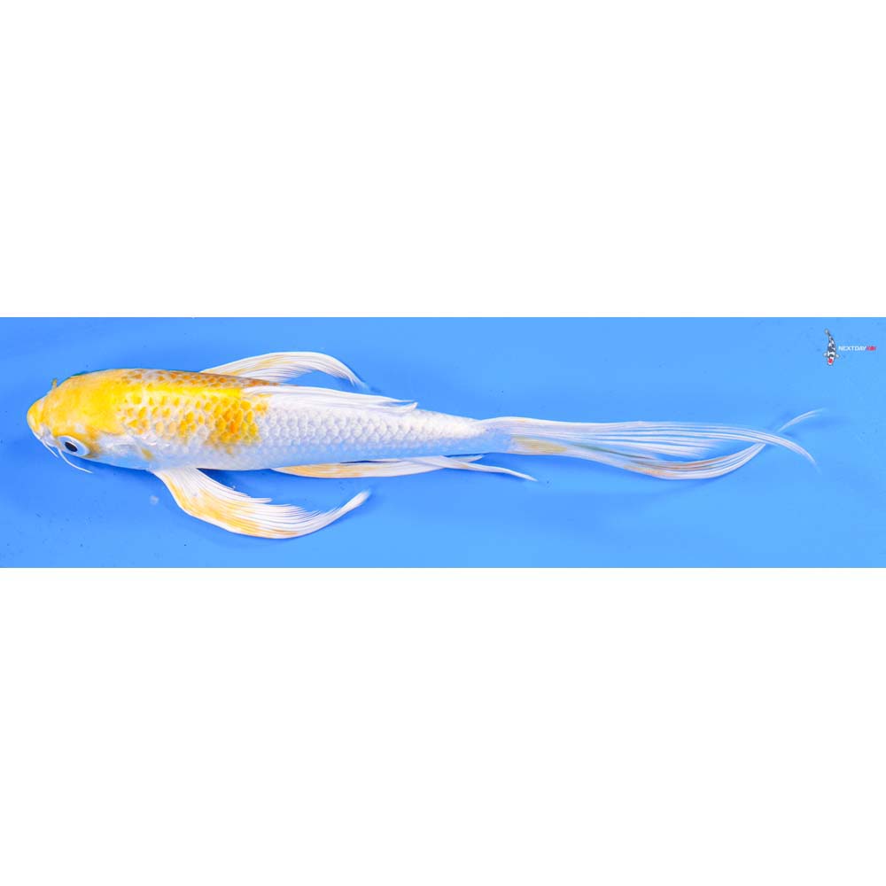 8.5” Imported Lemon Hariwake Butterfly Koi