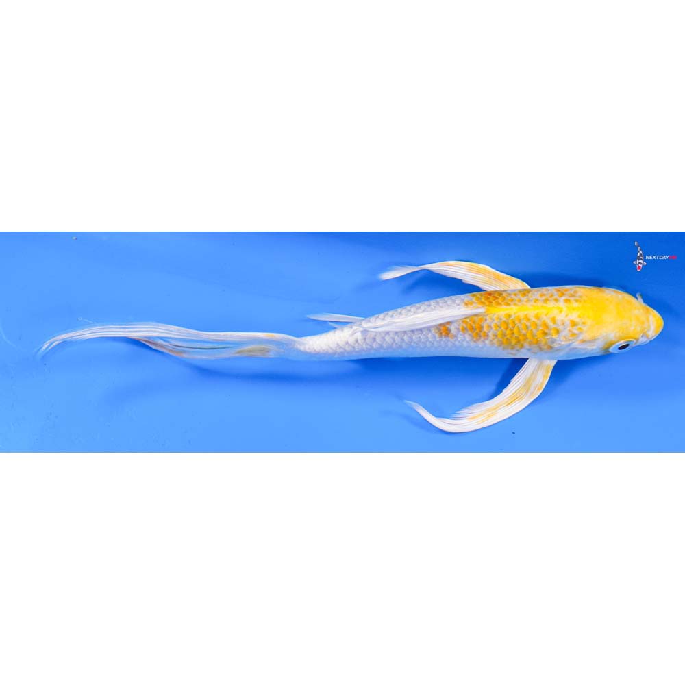 8.5” Imported Lemon Hariwake Butterfly Koi