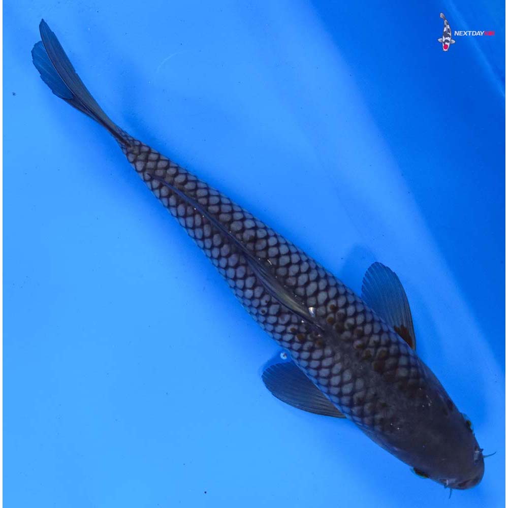 8.5” Imported Ochiba Shigure