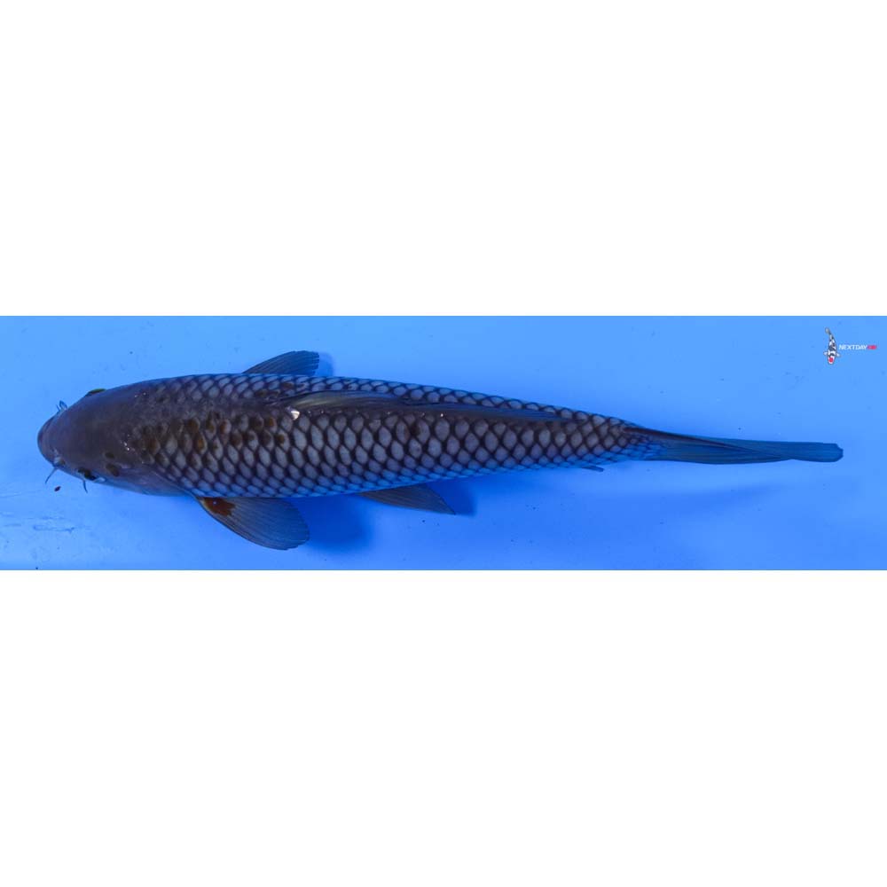 8.5” Imported Ochiba Shigure