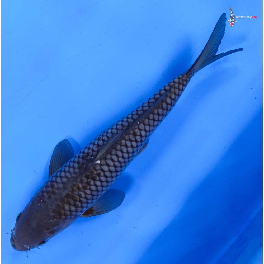 8.5” Imported Ochiba Shigure