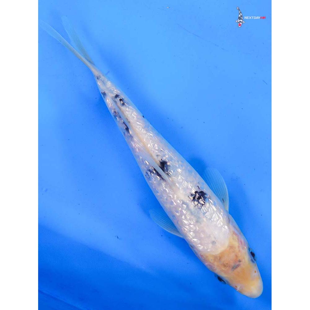 7.5” Imported Gin Rin Shiro Bekko