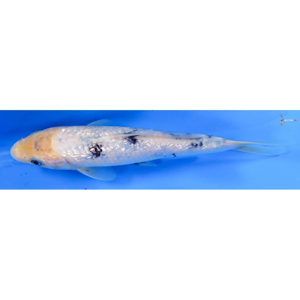 7.5” Imported Gin Rin Shiro Bekko
