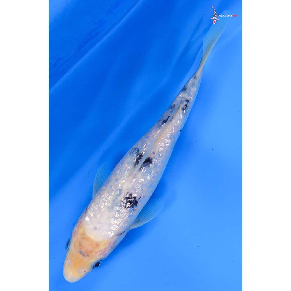 7.5” Imported Gin Rin Shiro Bekko