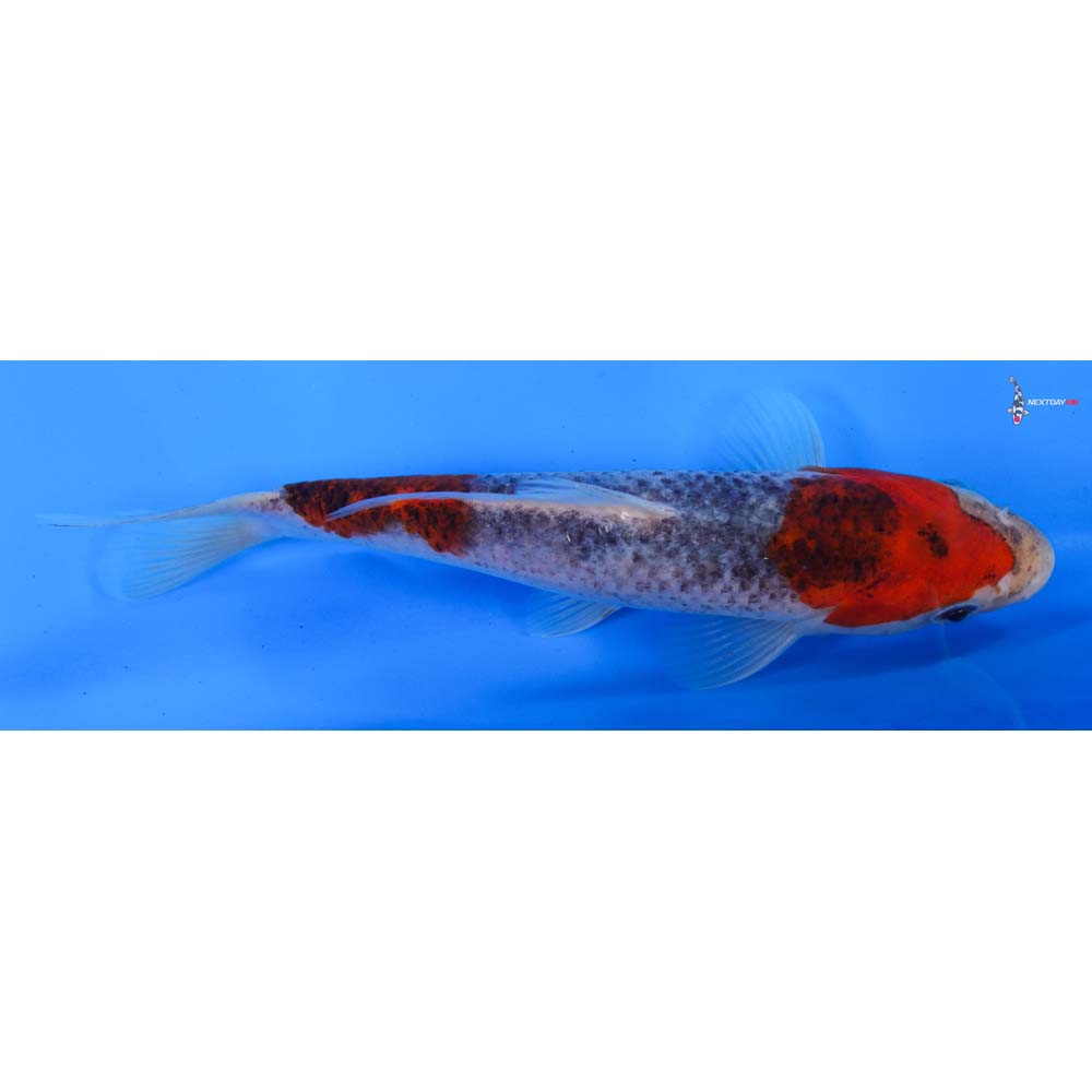 7” Imported Goshiki