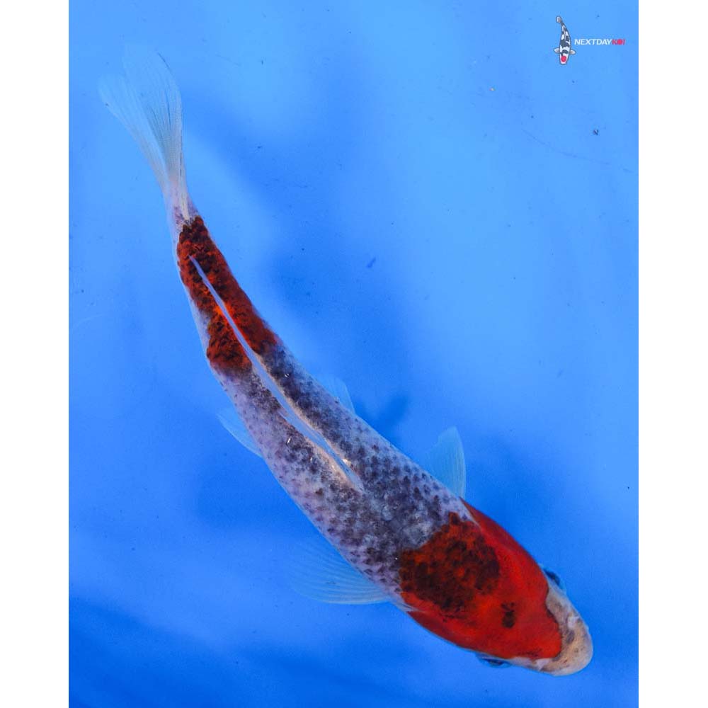 7” Imported Goshiki