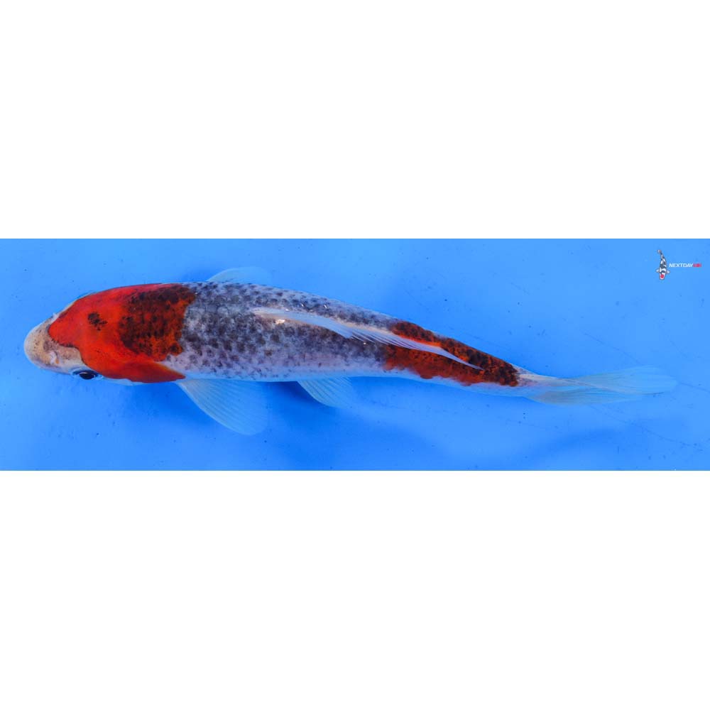7” Imported Goshiki