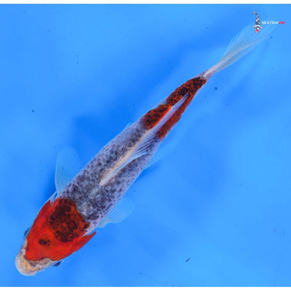 7” Imported Goshiki