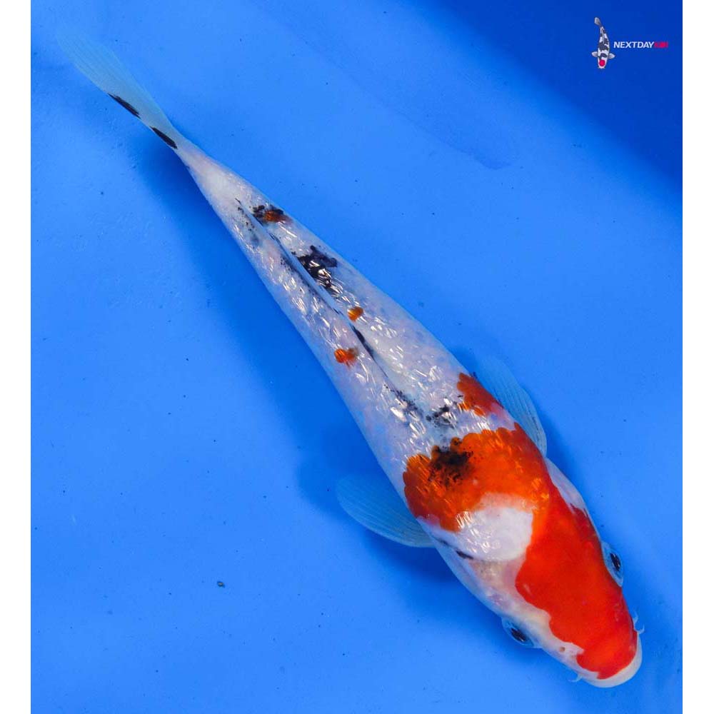 7” Imported Gin Rin Sanke