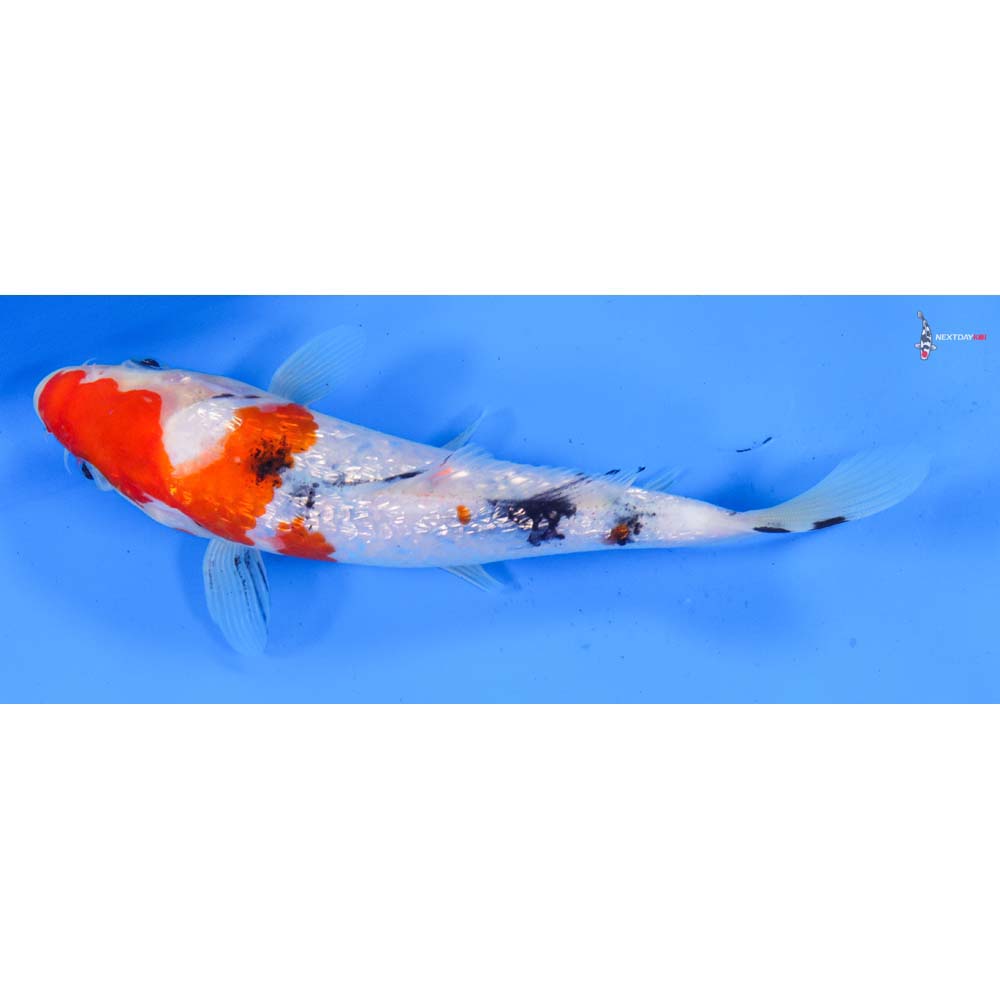 7” Imported Gin Rin Sanke