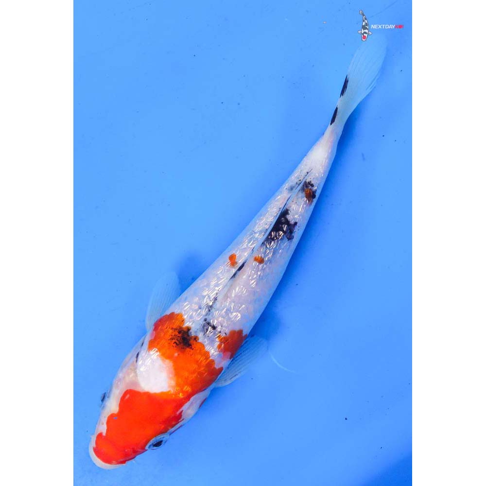 7” Imported Gin Rin Sanke