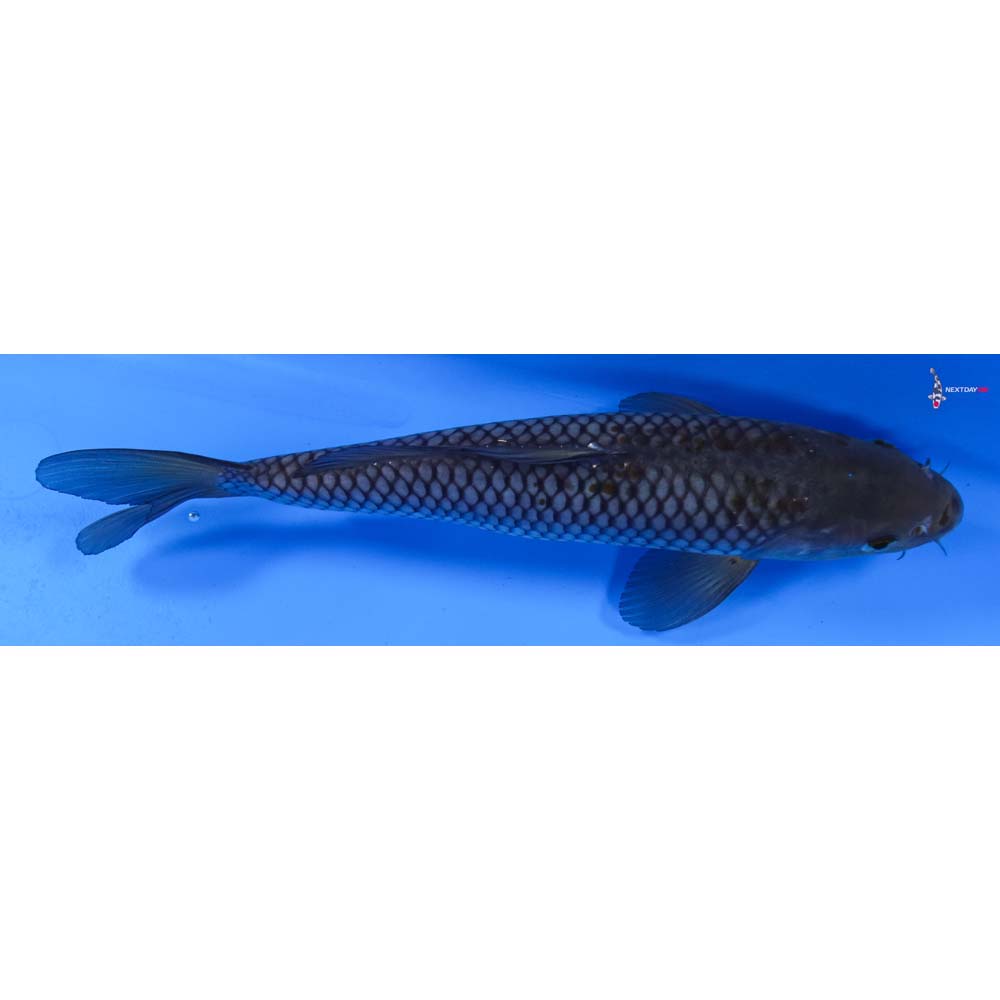 8.5” Imported Ochiba Shigure