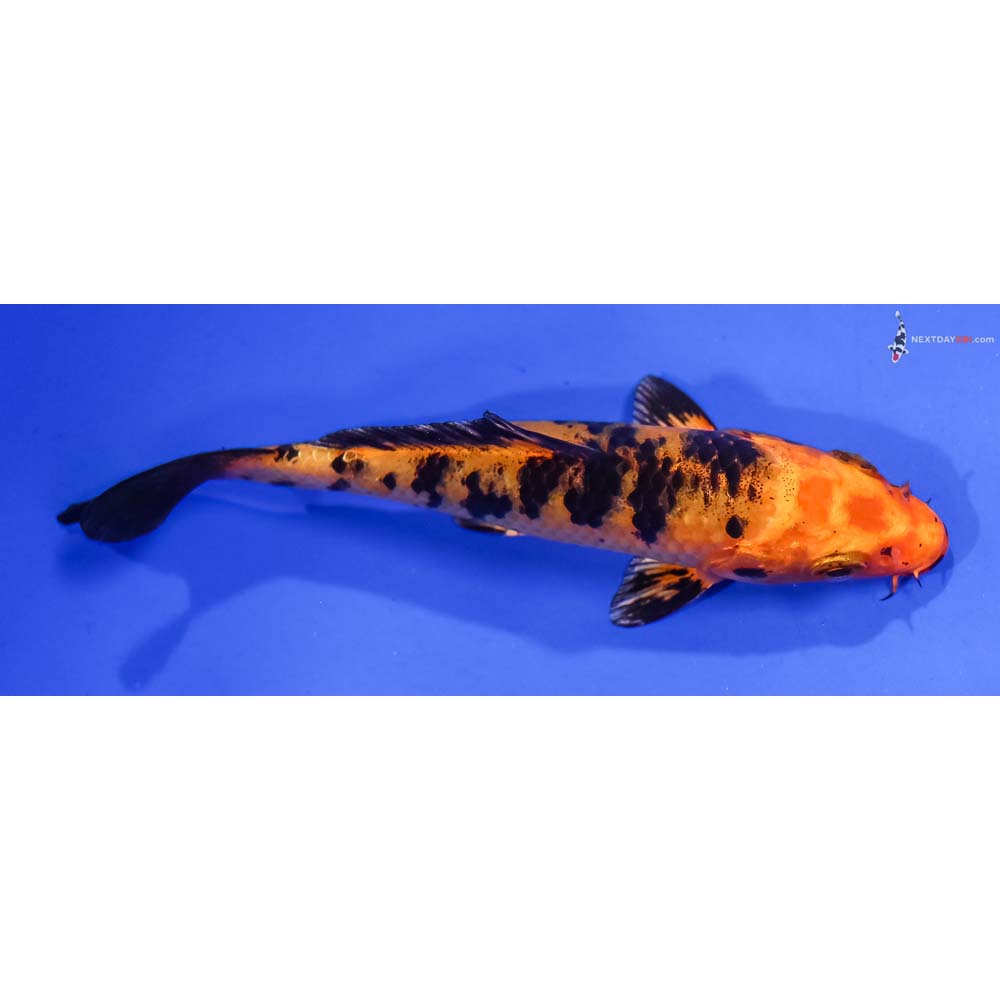 4.5” Imported Kin Aka Bekko