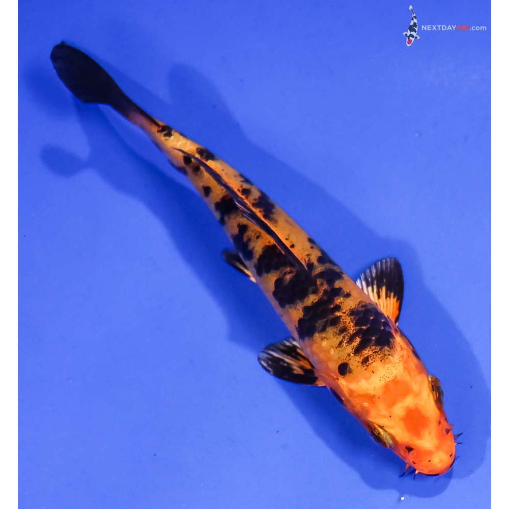 4.5” Imported Kin Aka Bekko