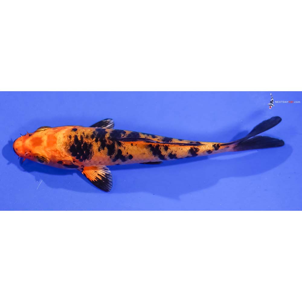 4.5” Imported Kin Aka Bekko