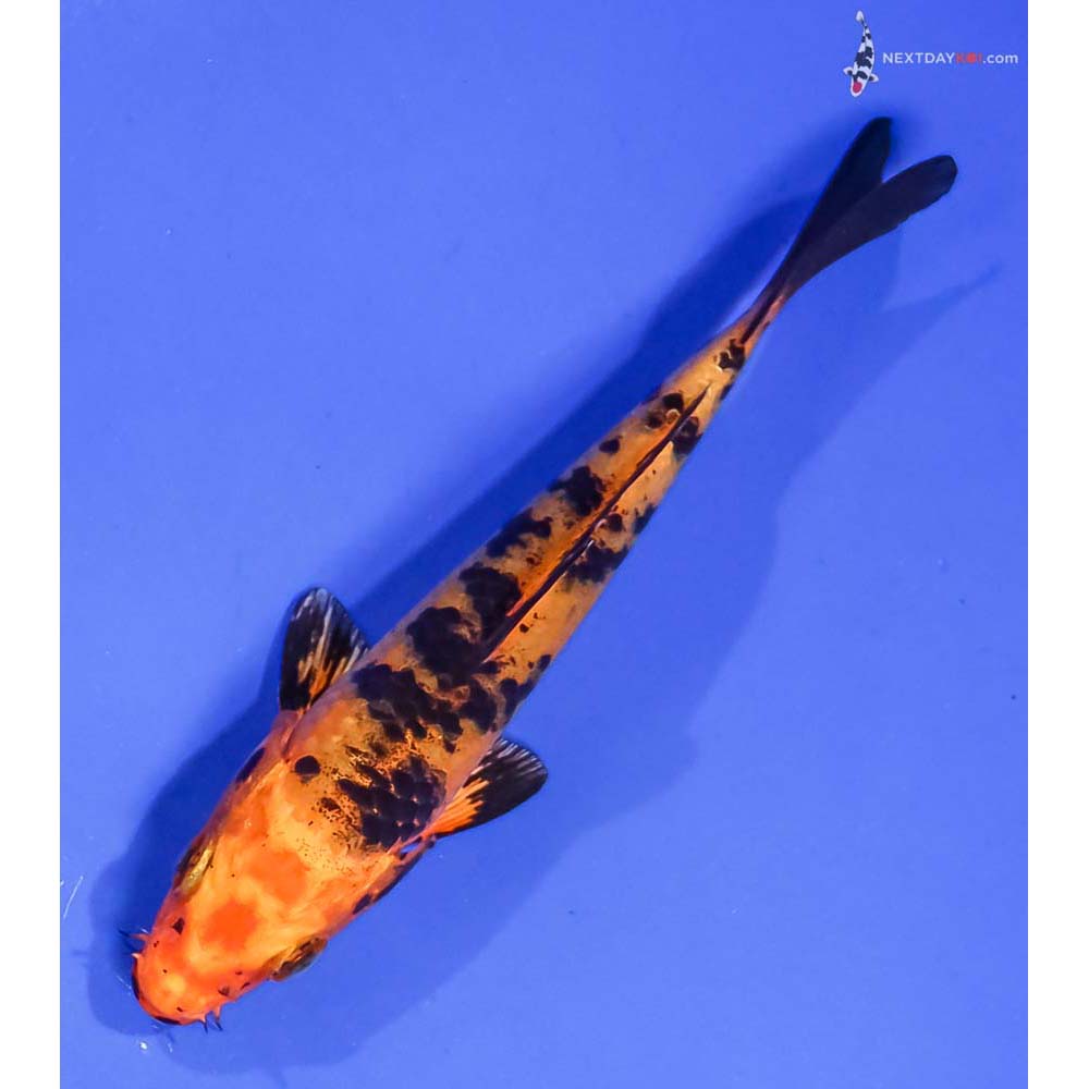 4.5” Imported Kin Aka Bekko